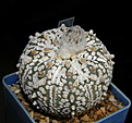 Нажмите на изображение для увеличения.

Название:	Astrophytum_super-cabuto_201_2.JPG
Просмотров:	338
Размер:	93.0 Кб
ID:	386342