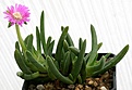 Нажмите на изображение для увеличения.

Название:	Cephalophyllum_subulatoides_Ft_Uniondale_IMG_5399.jpg
Просмотров:	301
Размер:	58.2 Кб
ID:	386356