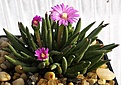Нажмите на изображение для увеличения.

Название:	Marlothistella_uniondalensis_SH1224_Welbedacht_IMG_5332_2.jpg
Просмотров:	324
Размер:	81.3 Кб
ID:	386357