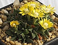 Нажмите на изображение для увеличения.

Название:	Aloinopsis_acuta_IMG_5321_2.jpg
Просмотров:	338
Размер:	110.0 Кб
ID:	386358
