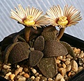 Нажмите на изображение для увеличения.

Название:	Aloinopsis_rubrolineata_IMG_5570.jpg
Просмотров:	324
Размер:	123.1 Кб
ID:	386363