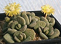 Нажмите на изображение для увеличения.

Название:	Aloinopsis_villetii_Brakfontein_IMG_5524.jpg
Просмотров:	305
Размер:	94.4 Кб
ID:	386364