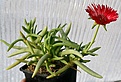 Нажмите на изображение для увеличения.

Название:	Cephalophyllum_alstonii_Ceres_Karoo_IMG_5685.jpg
Просмотров:	221
Размер:	63.9 Кб
ID:	386380