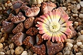 Нажмите на изображение для увеличения.

Название:	Titanopsis_hugo-schlechteri_Kliprand_IMG_5976.jpg
Просмотров:	226
Размер:	89.9 Кб
ID:	386386