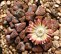 Нажмите на изображение для увеличения.

Название:	Titanopsis_hugo-schlechteri_Kliprand_IMG_5937.jpg
Просмотров:	233
Размер:	125.7 Кб
ID:	386387