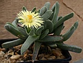 Нажмите на изображение для увеличения.

Название:	Odontophorus_pusilla_Quachous_IMG_6644.jpg
Просмотров:	213
Размер:	64.3 Кб
ID:	386394