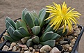 Нажмите на изображение для увеличения.

Название:	Aloinopsis_orpenii_PB4488_s_Postmasburg_IMG_6673.jpg
Просмотров:	202
Размер:	75.1 Кб
ID:	386395