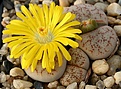 Нажмите на изображение для увеличения.

Название:	Lithops_pseudotruncatella_C70_IMG_8867.jpg
Просмотров:	204
Размер:	80.0 Кб
ID:	386401