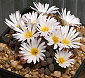 Нажмите на изображение для увеличения.

Название:	Frithia_humilis_IMG_0726.jpg
Просмотров:	200
Размер:	102.5 Кб
ID:	386410