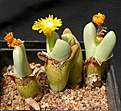 Нажмите на изображение для увеличения.

Название:	Conophytum bilobum_meyerae.jpg
Просмотров:	206
Размер:	101.1 Кб
ID:	386412