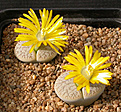 Нажмите на изображение для увеличения.

Название:	Lithops pseudotruncatella_farinosa C 245.jpg
Просмотров:	175
Размер:	118.4 Кб
ID:	386415