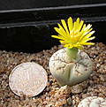 Нажмите на изображение для увеличения.

Название:	Lithops werneri C188.jpg
Просмотров:	185
Размер:	98.2 Кб
ID:	386416