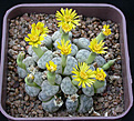 Нажмите на изображение для увеличения.

Название:	Lithops werneri C188.jpg
Просмотров:	201
Размер:	87.7 Кб
ID:	386417