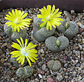 Нажмите на изображение для увеличения.

Название:	Lithops bromfieldii var. insularis C 042.jpg
Просмотров:	180
Размер:	94.1 Кб
ID:	386418