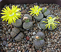 Нажмите на изображение для увеличения.

Название:	Lithops bromfieldii var. insularis C 043.jpg
Просмотров:	206
Размер:	90.4 Кб
ID:	386419