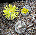 Нажмите на изображение для увеличения.

Название:	Lithops bromfieldii var. mennellii C 044.jpg
Просмотров:	178
Размер:	100.4 Кб
ID:	386420