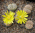 Нажмите на изображение для увеличения.

Название:	Lithops bromfieldii var. mennellii PV981.jpg
Просмотров:	184
Размер:	91.6 Кб
ID:	386421