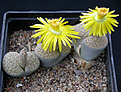 Нажмите на изображение для увеличения.

Название:	Lithops fulviceps.jpg
Просмотров:	203
Размер:	94.7 Кб
ID:	386422