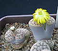 Нажмите на изображение для увеличения.

Название:	Lithops schwantesii_triebneri.jpg
Просмотров:	209
Размер:	81.8 Кб
ID:	386423
