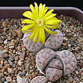 Нажмите на изображение для увеличения.

Название:	Lithops dinteri ssp. multipunctata C326.jpg
Просмотров:	180
Размер:	88.1 Кб
ID:	386426