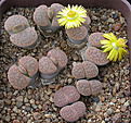Нажмите на изображение для увеличения.

Название:	Lithops fulviceps C266.jpg
Просмотров:	201
Размер:	94.1 Кб
ID:	386427