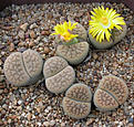 Нажмите на изображение для увеличения.

Название:	Lithops hookeri C340.jpg
Просмотров:	171
Размер:	95.5 Кб
ID:	386428