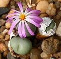 Нажмите на изображение для увеличения.

Название:	Conophytum_minutum_Quaqqaskop_IMG_1751.jpg
Просмотров:	161
Размер:	127.2 Кб
ID:	386429