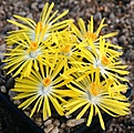 Нажмите на изображение для увеличения.

Название:	Lithops_bromfieldii_v_mennellii_IMG_1757.jpg
Просмотров:	184
Размер:	170.3 Кб
ID:	386430