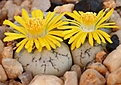Нажмите на изображение для увеличения.

Название:	Lithops_werneri_C188_IMG_1779.jpg
Просмотров:	185
Размер:	117.4 Кб
ID:	386431