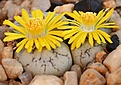 Нажмите на изображение для увеличения.

Название:	Lithops_werneri_C188_IMG_1779.jpg
Просмотров:	164
Размер:	117.4 Кб
ID:	386431