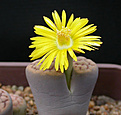 Нажмите на изображение для увеличения.

Название:	Lithops schwantesii_triebneri.jpg
Просмотров:	222
Размер:	72.1 Кб
ID:	386440