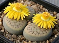 Нажмите на изображение для увеличения.

Название:	Lithops_schwantesii_Unic_IMG_1860.jpg
Просмотров:	199
Размер:	121.9 Кб
ID:	386445