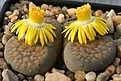 Нажмите на изображение для увеличения.

Название:	Lithops_schwantesii_C190_IMG_1869.jpg
Просмотров:	196
Размер:	114.0 Кб
ID:	386446