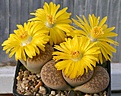 Нажмите на изображение для увеличения.

Название:	Lithops_gesinae_v_annae_C78_IMG_1873.jpg
Просмотров:	215
Размер:	122.1 Кб
ID:	386447