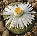 Нажмите на изображение для увеличения.

Название:	Lithops_fulviceps_cv_Aurea_C363_IMG_1886.jpg
Просмотров:	214
Размер:	133.1 Кб
ID:	386448