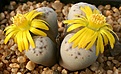 Нажмите на изображение для увеличения.

Название:	Lithops_dinteri_ssp_frederici_C180_IMG_1899.jpg
Просмотров:	187
Размер:	100.7 Кб
ID:	386450