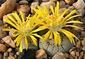 Нажмите на изображение для увеличения.

Название:	Lithops_werneri_C188_IMG_1913.jpg
Просмотров:	217
Размер:	120.5 Кб
ID:	386451