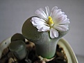 Нажмите на изображение для увеличения.

Название:	IMG_0736.JPG
Просмотров:	213
Размер:	169.8 Кб
ID:	386452