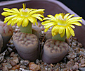 Нажмите на изображение для увеличения.

Название:	Lithops dinteri ssp. multipunctata.jpg
Просмотров:	185
Размер:	81.7 Кб
ID:	386453