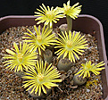 Нажмите на изображение для увеличения.

Название:	Lithops dinteri_fredericii.jpg
Просмотров:	184
Размер:	93.2 Кб
ID:	386454