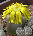 Нажмите на изображение для увеличения.

Название:	Lithops dorotheae.jpg
Просмотров:	191
Размер:	79.2 Кб
ID:	386455