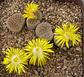 Нажмите на изображение для увеличения.

Название:	Lithops hookeri C340.jpg
Просмотров:	193
Размер:	97.7 Кб
ID:	386456