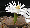 Нажмите на изображение для увеличения.

Название:	Lithops lesliei \'Albiflora\' C005A.jpg
Просмотров:	206
Размер:	76.5 Кб
ID:	386457