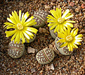 Нажмите на изображение для увеличения.

Название:	Lithops dorotheae C300.jpg
Просмотров:	153
Размер:	99.2 Кб
ID:	386466