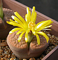 Нажмите на изображение для увеличения.

Название:	Lithops hookeri C142B.jpg
Просмотров:	157
Размер:	82.2 Кб
ID:	386467