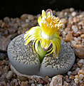 Нажмите на изображение для увеличения.

Название:	Lithops lesliei ssp. burchelii C302.jpg
Просмотров:	157
Размер:	85.8 Кб
ID:	386468