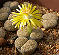 Нажмите на изображение для увеличения.

Название:	lithops lesliei var. venteri C47.jpg
Просмотров:	175
Размер:	97.7 Кб
ID:	386469