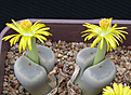 Нажмите на изображение для увеличения.

Название:	Lithops dinteri var. brevis.jpg
Просмотров:	203
Размер:	80.5 Кб
ID:	386473