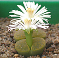 Нажмите на изображение для увеличения.

Название:	Lithops lesliei \'Albinica\'.jpg
Просмотров:	216
Размер:	83.8 Кб
ID:	386474