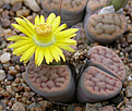 Нажмите на изображение для увеличения.

Название:	Lithops schwantesii C143B.jpg
Просмотров:	206
Размер:	83.4 Кб
ID:	386475